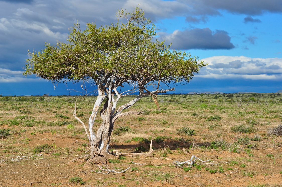 Shepherd's tree (Boscia albitrunca), native to the Kalahari Desert, has the deepest documented roots: more than 70 meters, or 230 feet, deep. Their depth was discovered accidentally by drillers of groundwater wells. Michael Potter11/Shutterstock