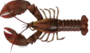 American Lobster