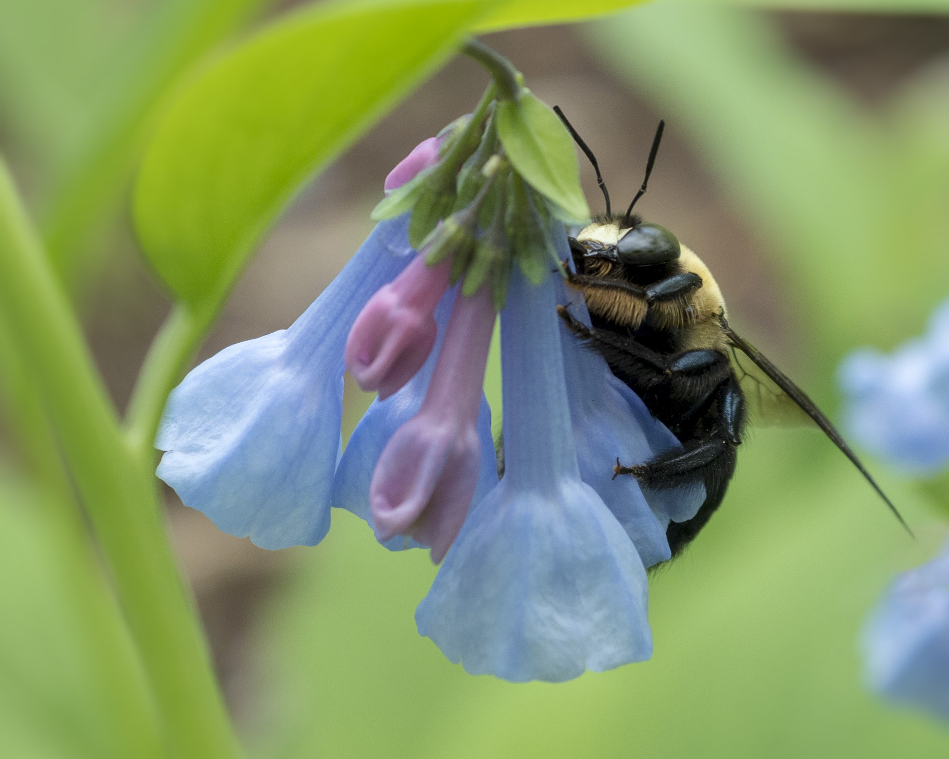 A bumblebee pauses from a busy day of pollinating on some Virginia Bluebells at Leonard J. Buck Garden in Far Hills, NJ. Photo: Matthew Drews