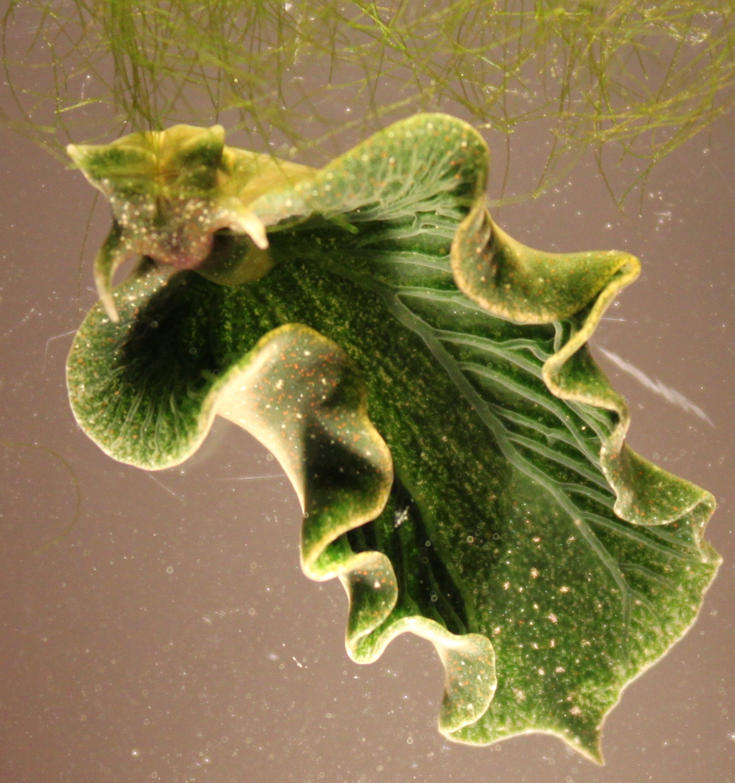 The sea slug, Elysia chlorotica, steals millions of green-colored plastids, which are like tiny solar panels, from algae. Photo: Karen N. Pelletreau/University of Maine