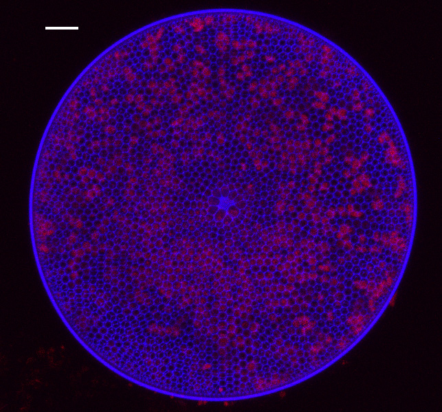 This is a diatom cell from the Gulf of Mexico. It is stained with a fluorescent dye to show newly formed cell walls (blue) and the red is fluorescence from chlorophyll. The white bar is a 10 micron scale bar. Photo: Jeffrey Krause and Sydney Acton