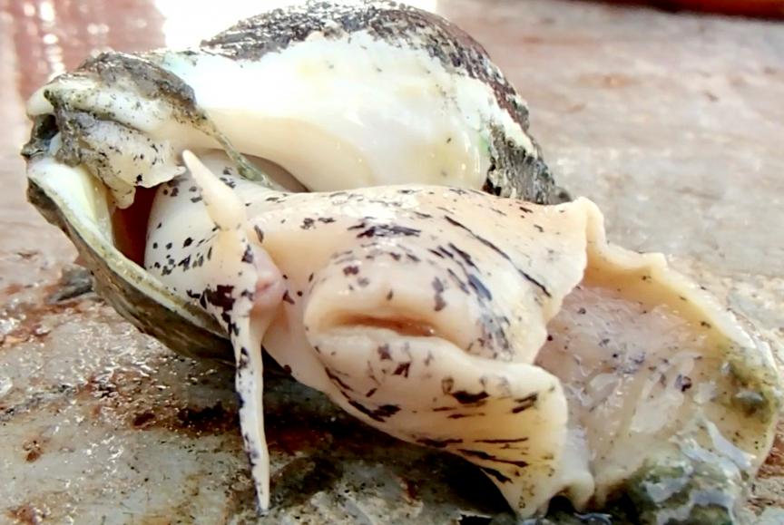 An adult whelk collected aboard a commercial scallop vessel. Photo: Sarah Borsetti/Rutgers University-New Brunswick
