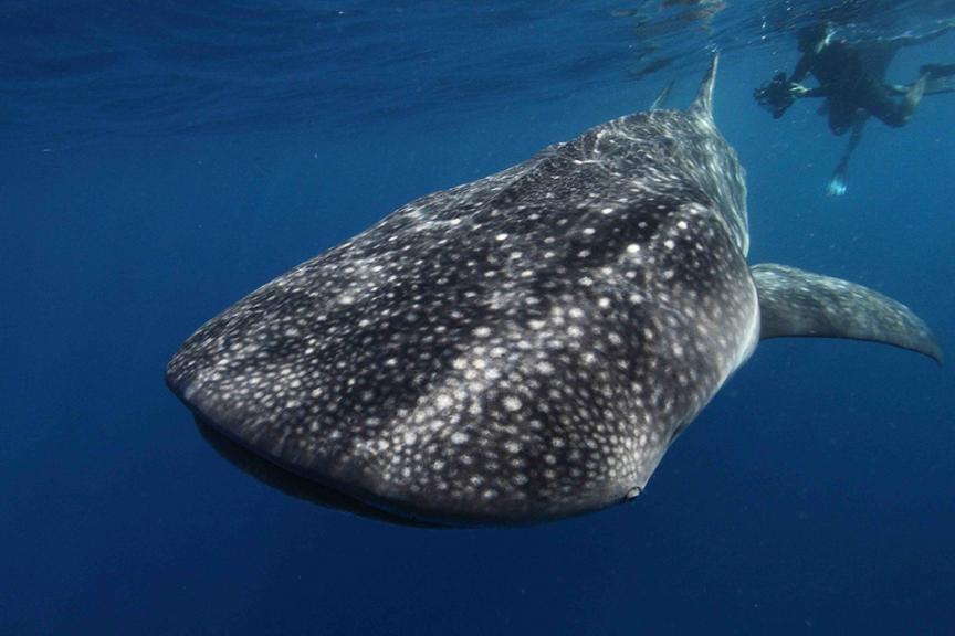 Whale sharks can exceed 40 feet and weigh up to 40 tons, according to some estimates. Photo: NOAA