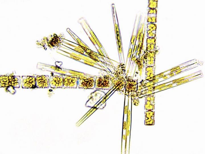 The diatoms in this image are members of the crash lineage that have stolen many genes from bacteria. Crash species have become dominant phytoplankton in both marine and freshwater environments. Credit: Julia Van Etten