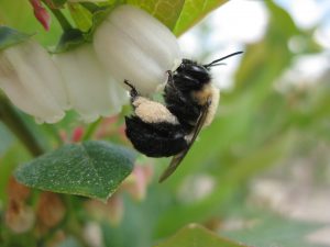 Decline of Bees, Other Pollinators Threatens U.S. Crop Yields