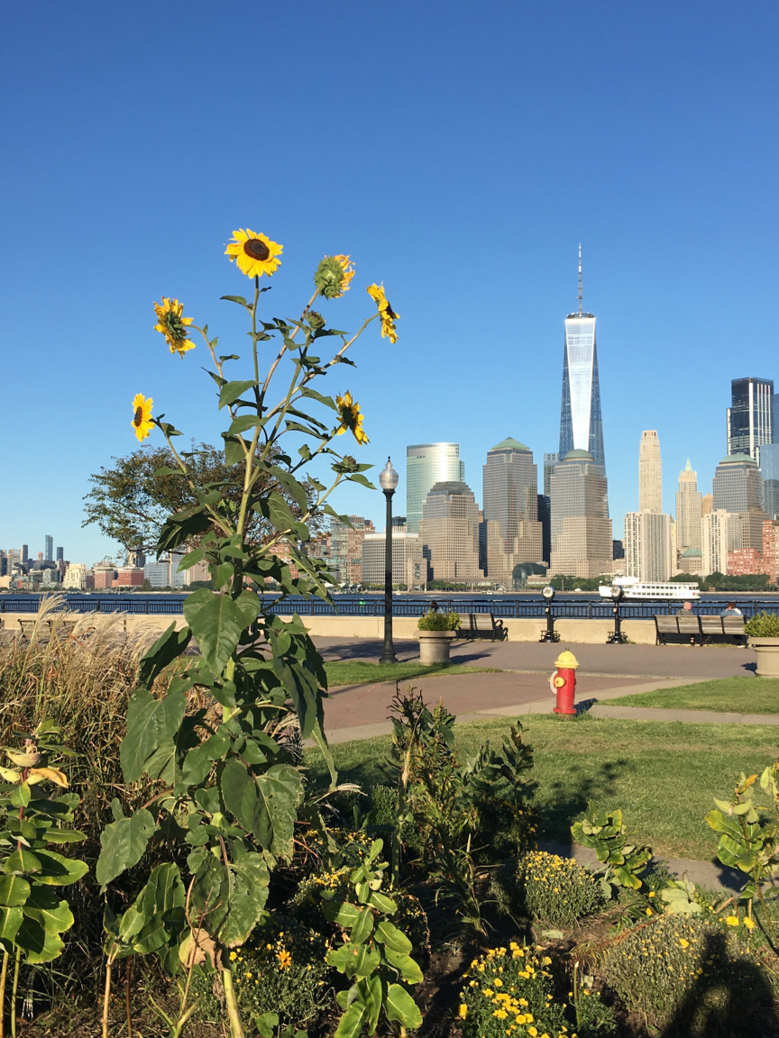 The financial district of New York City as seen from Liberty State Park in New Jersey during the COVID-19 pandemic. Photo: Pamela McElwee