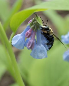 CNN spoke to Winfree regarding a paper recently published in the journal Current Biology  “Global Patterns and Drivers of Bee Distribution,” written by Michael C. Orr, Alice C. Hughes, Douglas Chesters, John Pickering, Chao-Dong Zhu, and John S. Ascher (none of the authors are affiliated with Rutgers). 