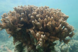 The rice coral Montipora capitata in waters near the Hawaiʻi Institute of Marine Biology on Moku o Loʻe in Kāne‘ohe Bay, Hawaii. Photo: D. Bhattacharya