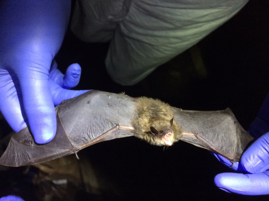 Deadly White-Nose Syndrome Changed Genes in Surviving Bats Study has big implications for management of bat populations