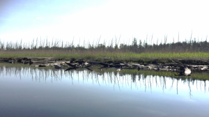 Standing dead tree trunks (a ghost forest) dominate this coastal landscape in New Jersey's Mullica River watershed. Dead and down trunks from an earlier forest that was buried in marsh sediment are exposed along the water's edge. Photo: Jennifer Walker