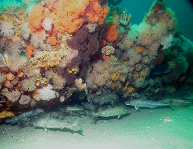 Bottom-dwelling fish such as Atlantic cod are often found near structures such as shipwrecks. Photo: NOAA