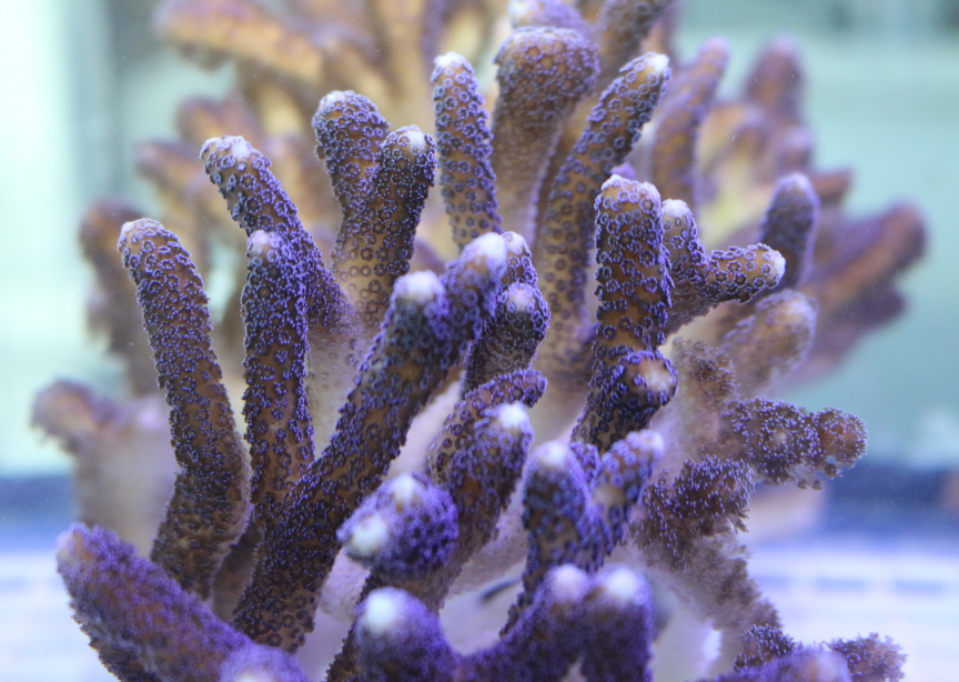 Stylophora pistillata, a common stony coral in the Indo-Pacific. Photo: Kevin Wyman/Rutgers University