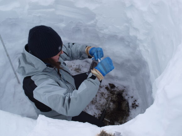 Collaborator Minna Männistö, Natural Resources Institute Finland, sampling for soil microbes under two meters of snow in winter.