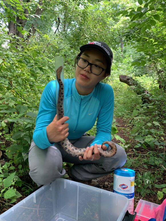 Morgan Mark holding an eastern copperhead snake in preparation for SFD sample collection.