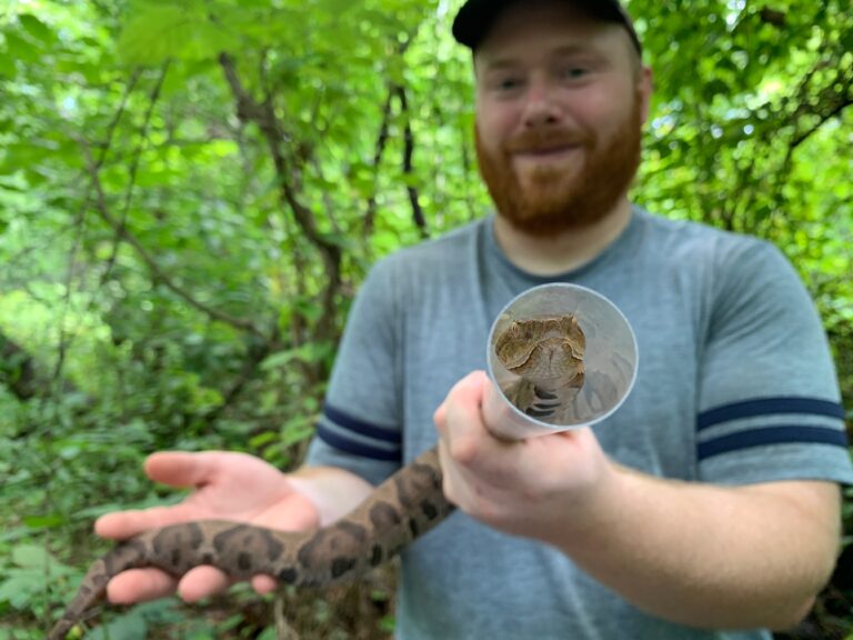 Bobby Kwait holding an eastern copperhead snake in preparation for snake fungal disease sample collection.