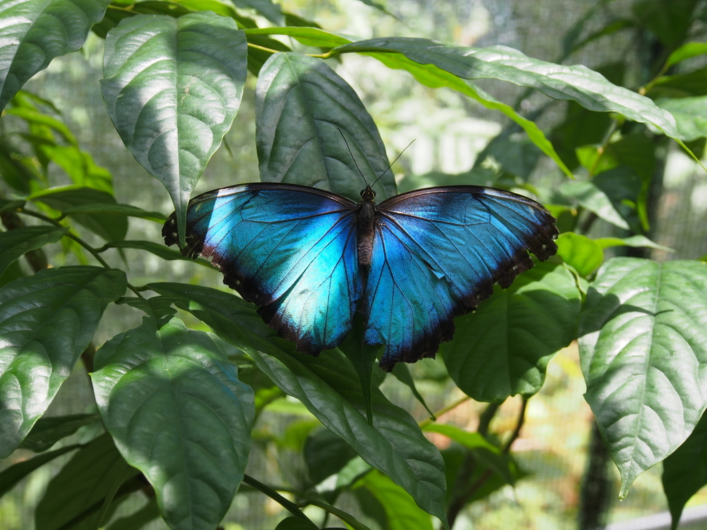 Butterfly – Morphos Genus Morpho.