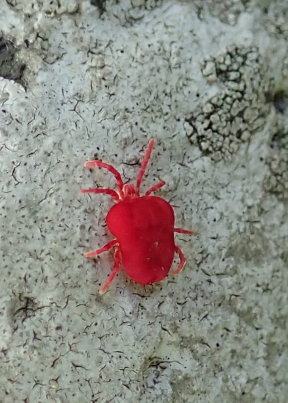 Red terrestrial mite from the genus Trombidium.