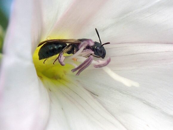 A bee of the genus Ceratina on a plant of hte genus Ipomoea (morning glory). Photo: Joe Zientek.