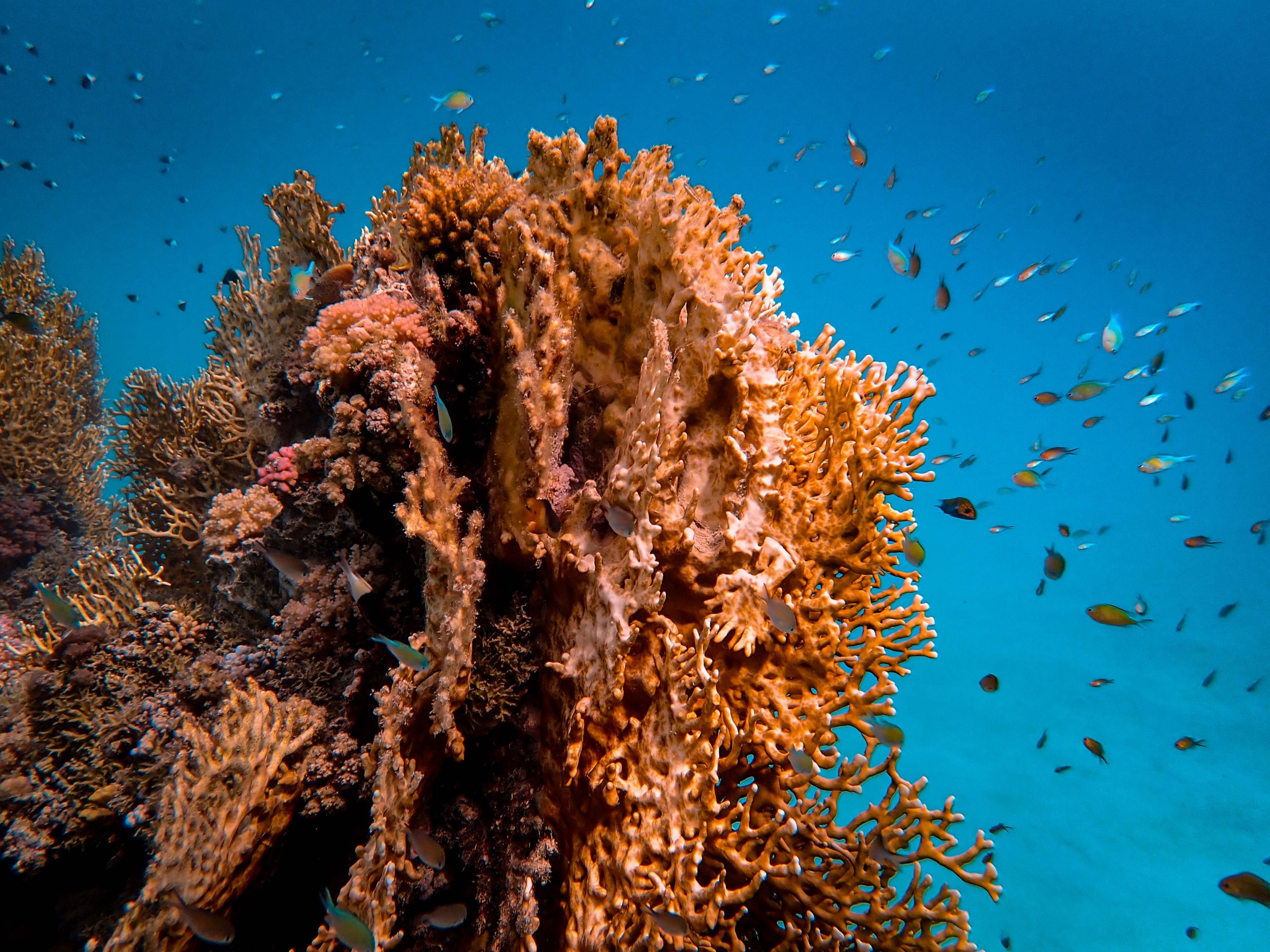 Featured image for “Rutgers Researcher Uses Genomics and Gene Editing to Help Save Coral Reefs”
