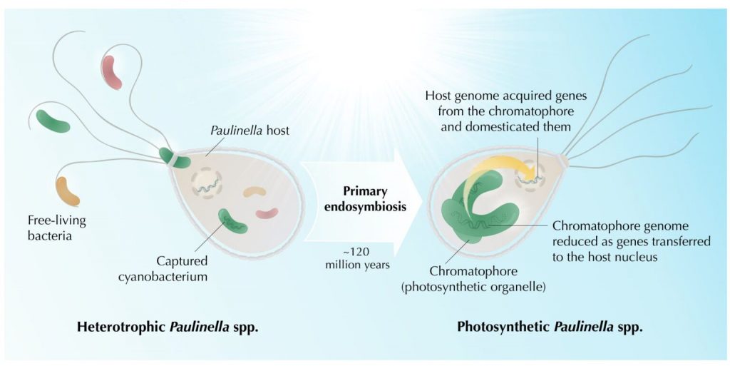 The transition from a heterotrophic to a photosynthetic lifestyle by the amoeba Paulinella. This primary endosymbiosis led to the origin of a new organelle (the chromatophore) and gene movement from the endosymbiont to the amoeba nuclear genome. Image created by Victoria Calatrava.