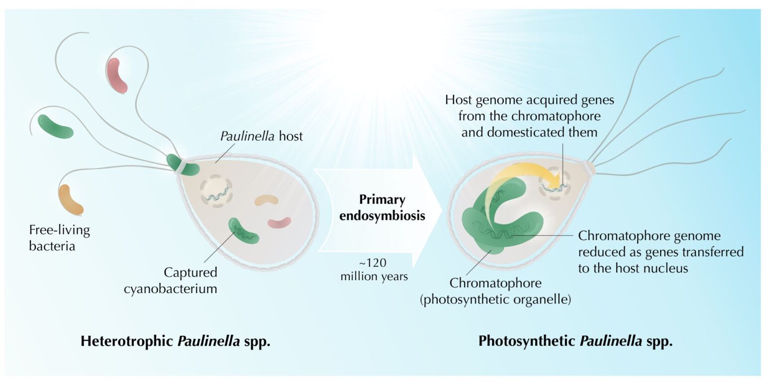 Featured image for “The Dynamic Evolution of a Photosynthetic Organelle”