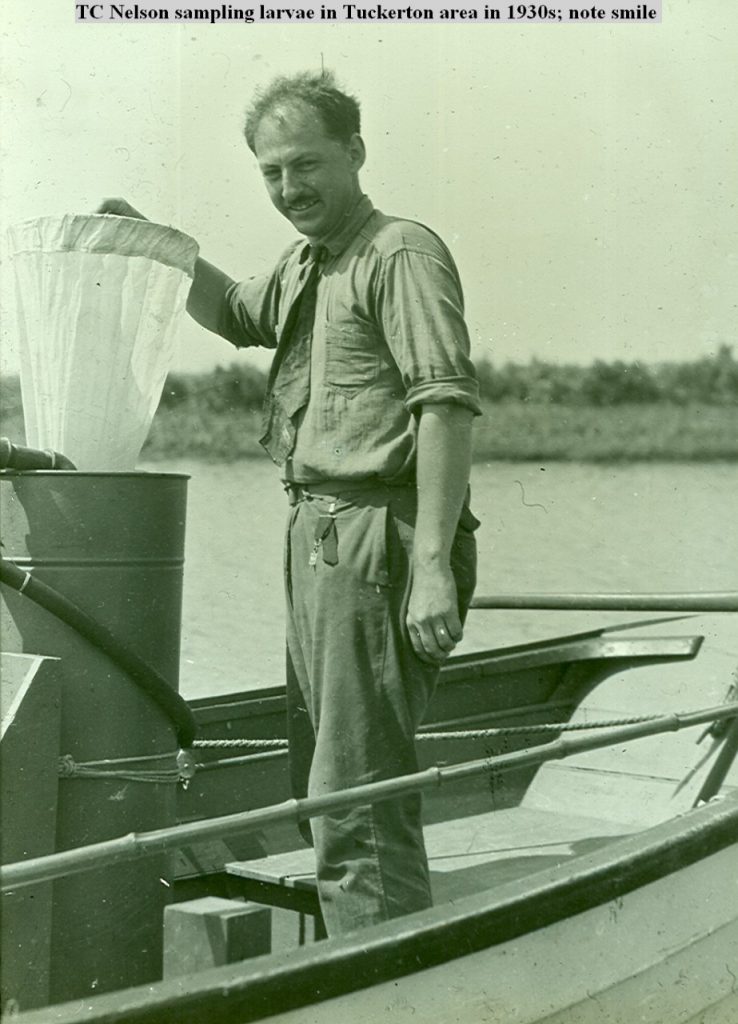 TC Nelson sampling larvae in Tuckerton area in 1930's.