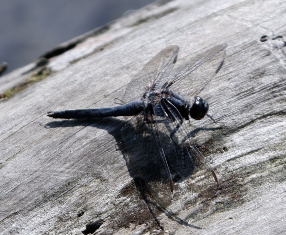 Blue corporal, a dragonfly, Ladona deplanata, CC-BY SEBS student Bonnie Semmling.