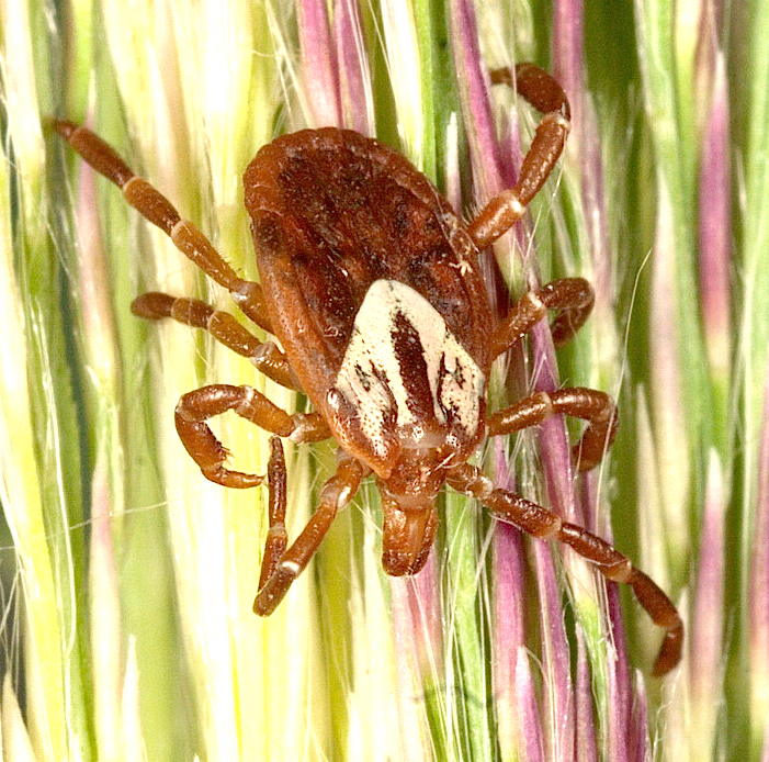 The only female Gulf Coast tick, Amblyomma maculatum, collected in NJ. Photo James Occi.