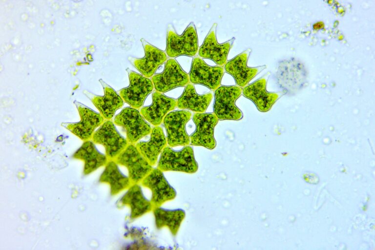 Pediastrum duplex, a colonial green algae, CC-BY-NC SEBS professor Lena Struwe.