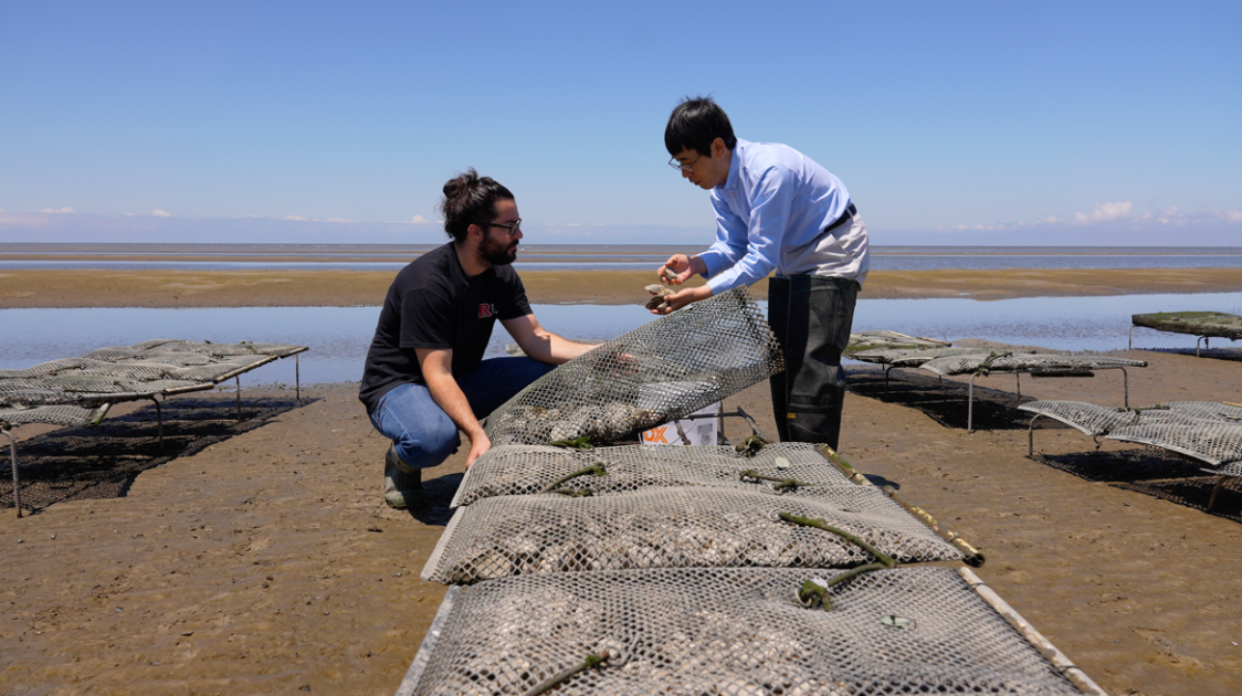 Ximing Guo (right) and Sam Ratcliff examined selective bred oysters at Rutgers Cape Shore Farm. Micah Seidel
