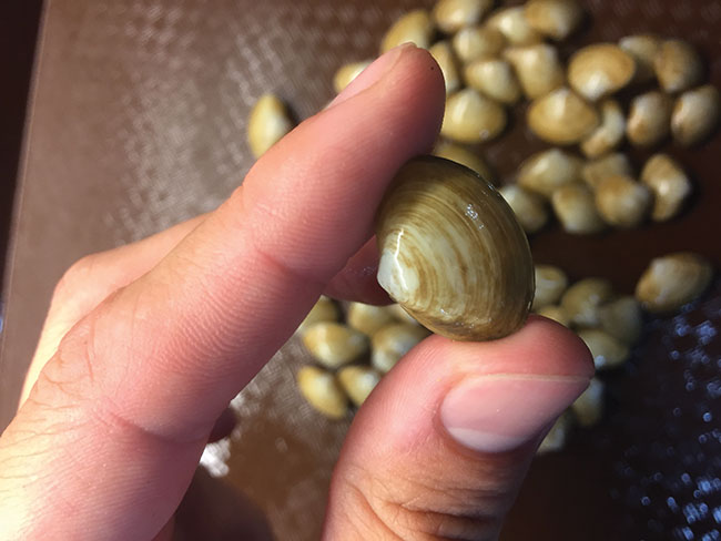 Surfclams have a spawn-to-sale production cycle as short as 12-18 months. Photo credit: Michael Acquafredda.