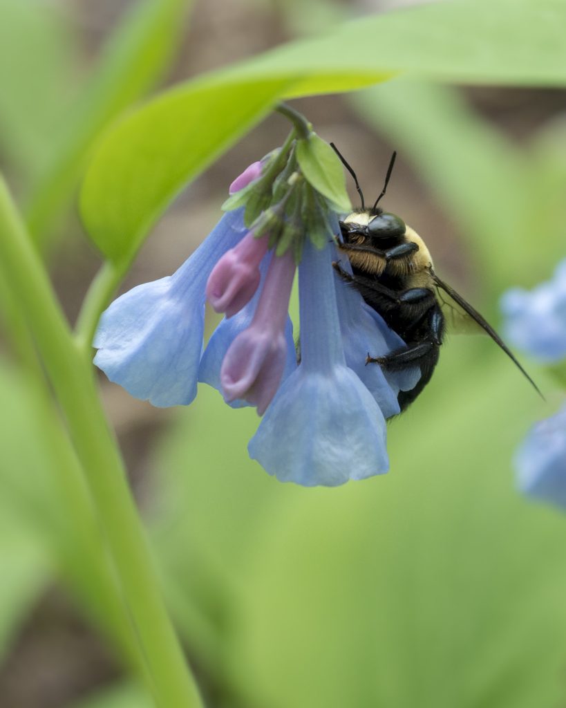 Bumble Bee on Virginia Bluebells. Photo: Matt Drews