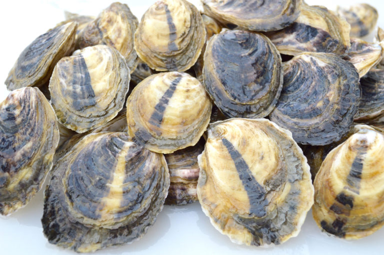 Eastern Oysters