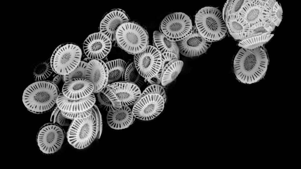 Scanning electron microscope image of the microscopic chalk disks called coccoliths formed by the marine algae Emiliania huxleyi.
Courtesy of Bidle Lab